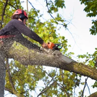 Hedge Trimming 0